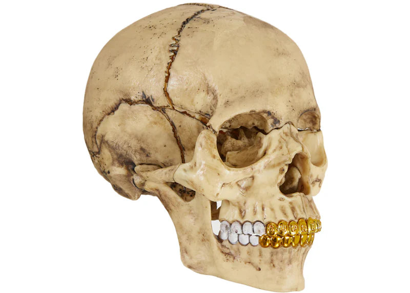 Supreme 4D Model Human Skull Natural