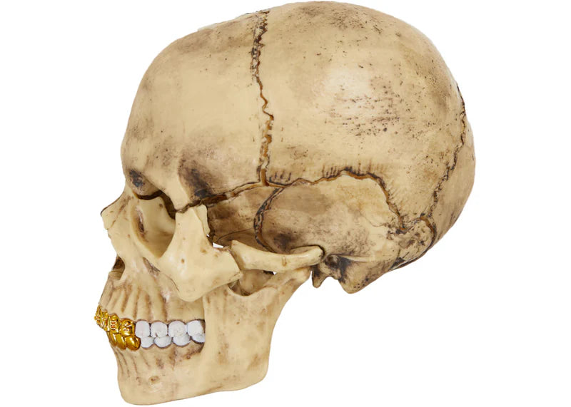 Supreme 4D Model Human Skull Natural
