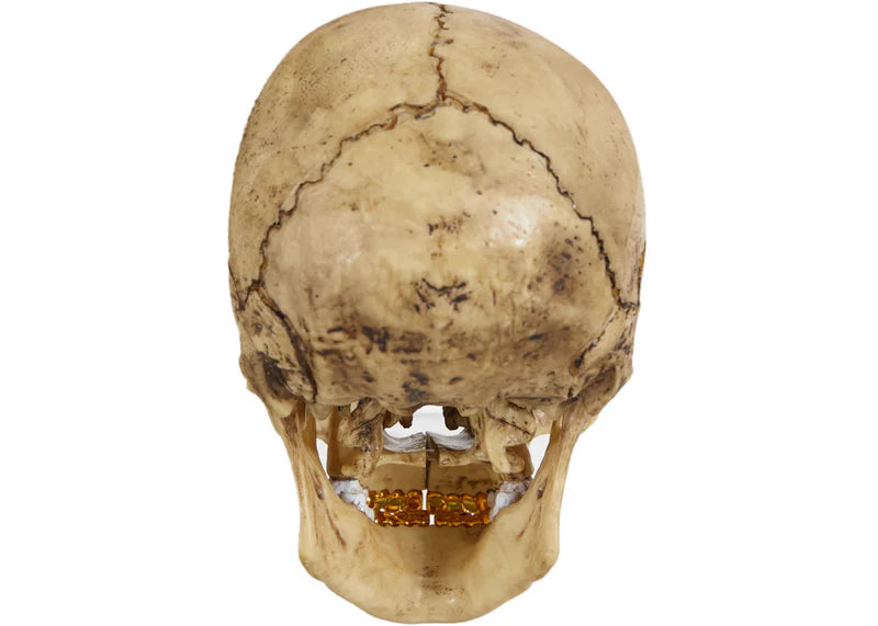 Supreme 4D Model Human Skull Natural
