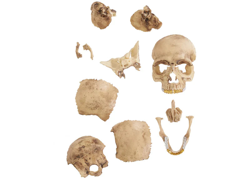 Supreme 4D Model Human Skull Natural